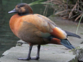 Ruddy Shelduck x Australian Shelduck hybrid